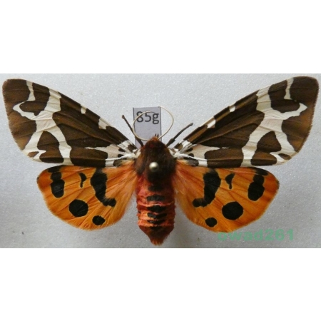 Arctia caja (Linnaeus, 1758) Niedźwiedziówka kaja female Poland85g